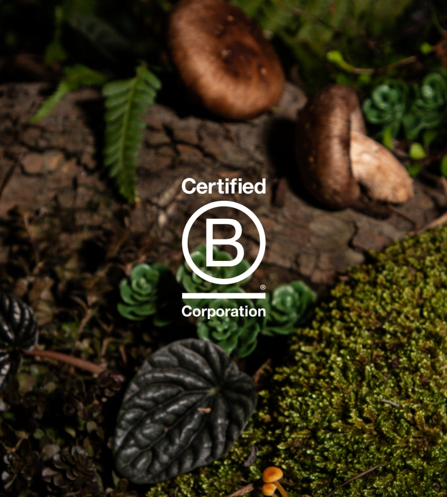 Forest floor with mushrooms, bark and moss with Certified B Corporation logo